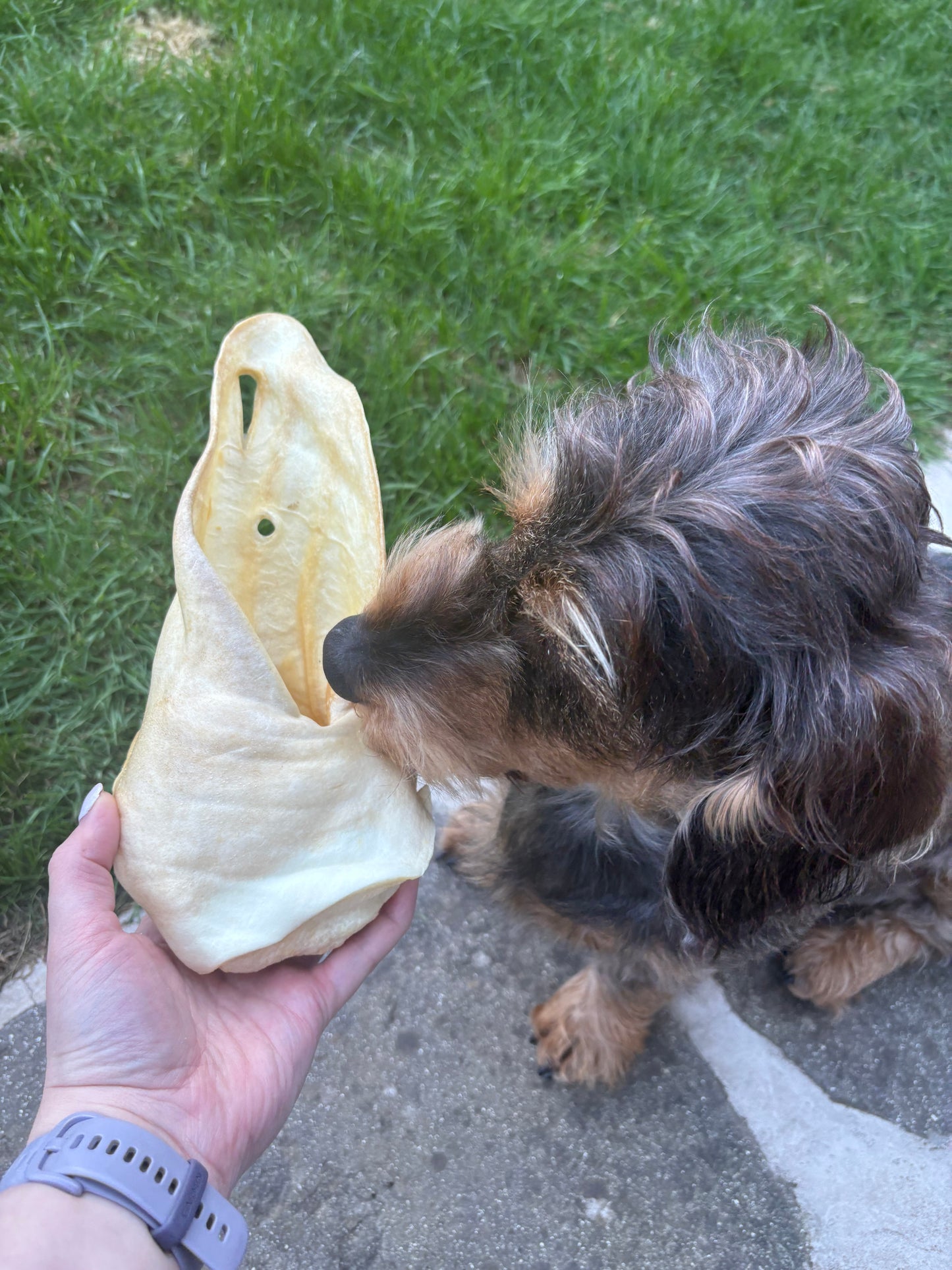 Meaty Cow Ear