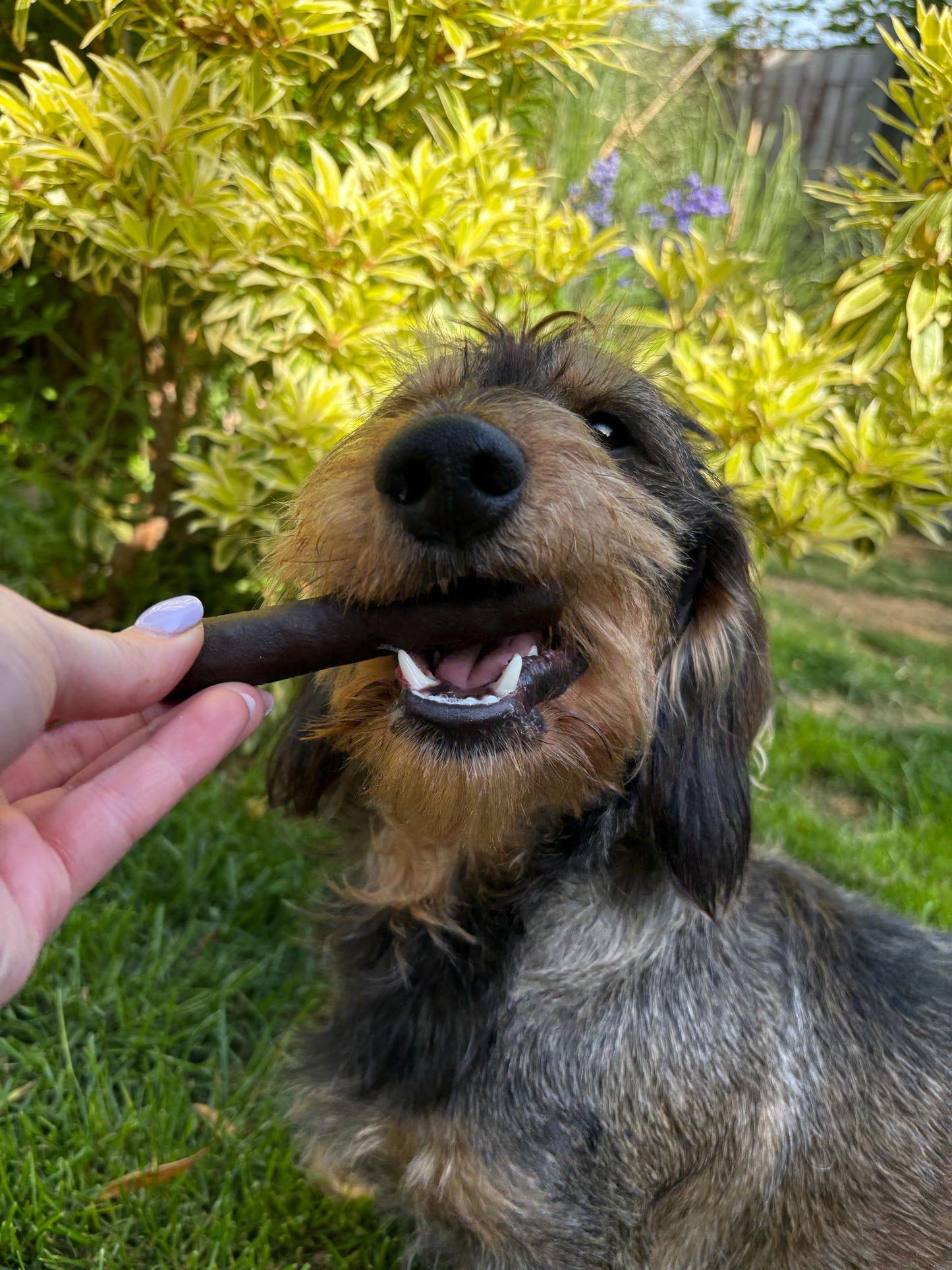 Ostrich Prime Tender stick