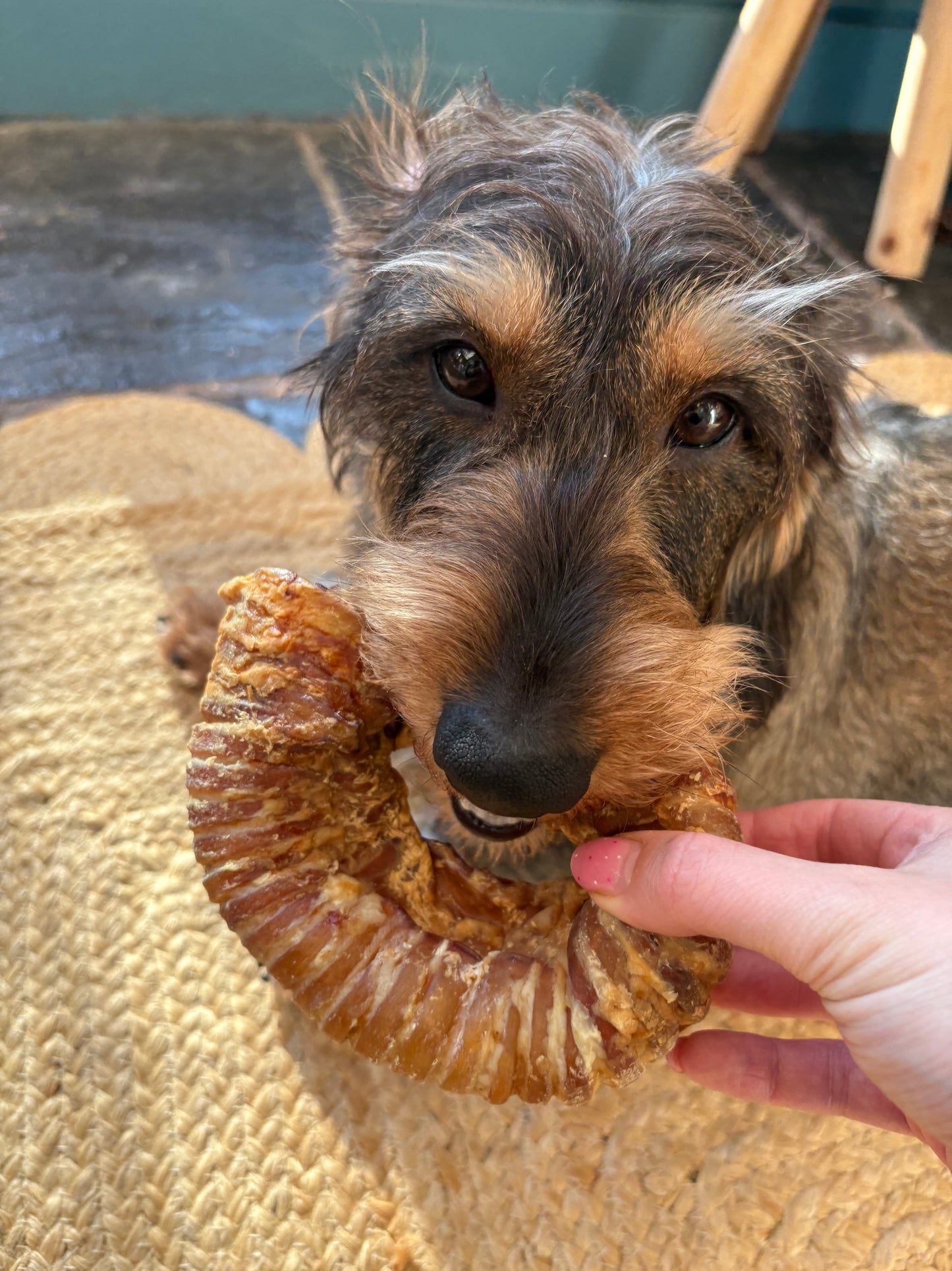 Beef trachea ring